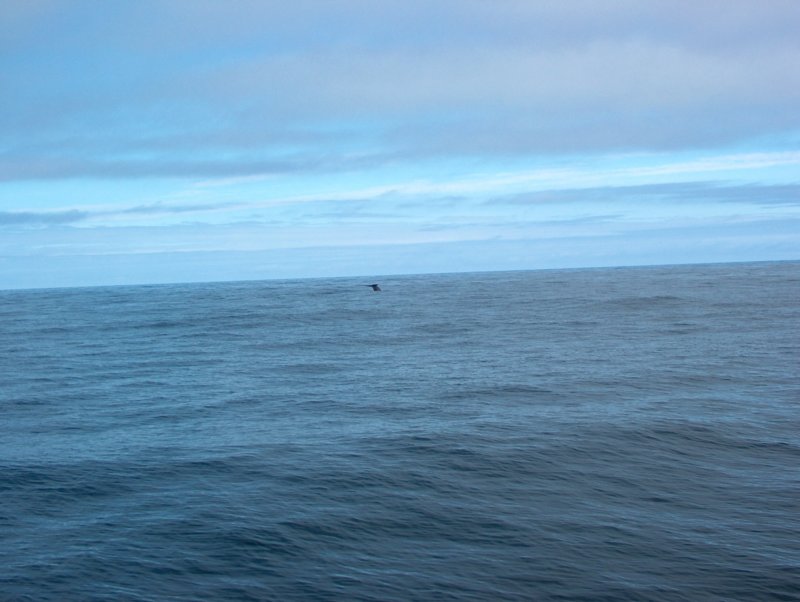 bluewhaleblauwevinvis.jpg